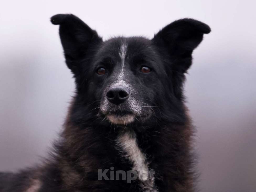 Собаки в Москве: Собака в добрые руки Девочка, Бесплатно - фото 3