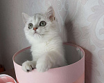 Кошки в Лянторе: Британская шиншилла, 40 000 руб. - фото 1