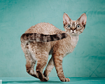 Кошки в Химках: кошечка породы Девон-рекс Девочка, 100 000 руб. - фото 1