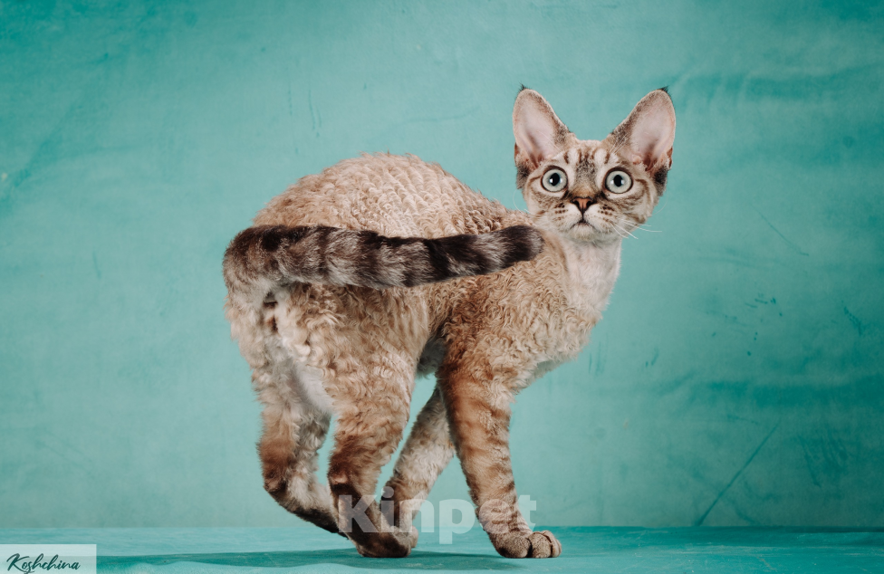 Кошки в Химках: кошечка породы Девон-рекс Девочка, 100 000 руб. - фото 1
