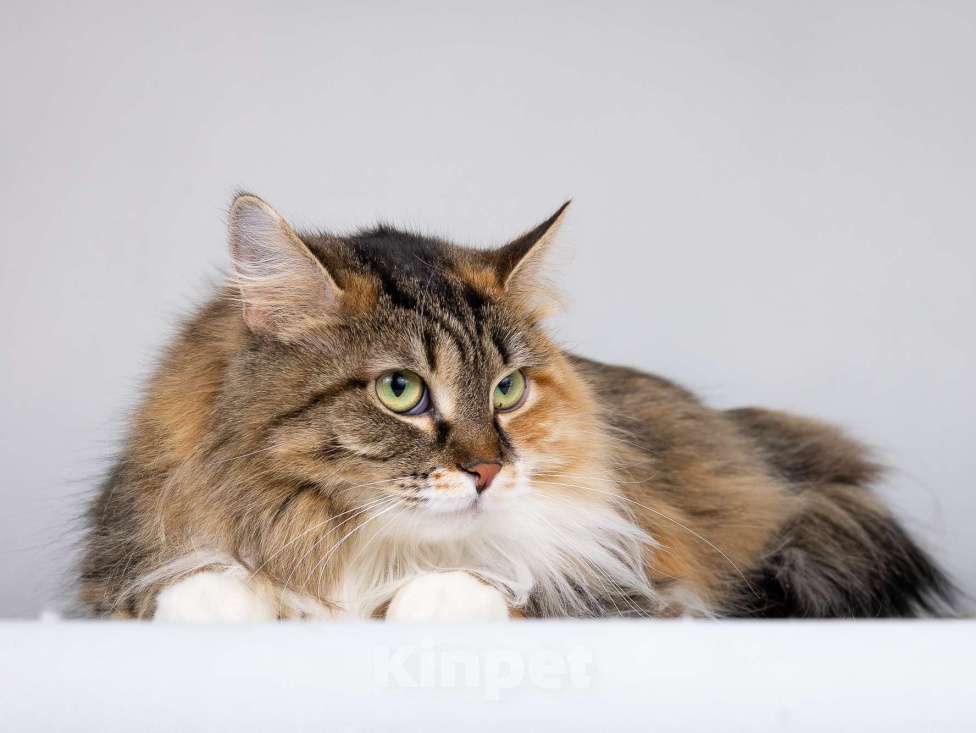 Кошки в Москве: Сибирячка Сандра в добрые руки Девочка, 1 руб. - фото 2