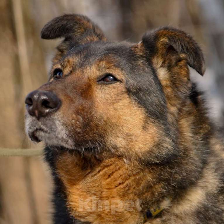 Собаки в Москве: Макса Девочка, Бесплатно - фото 2