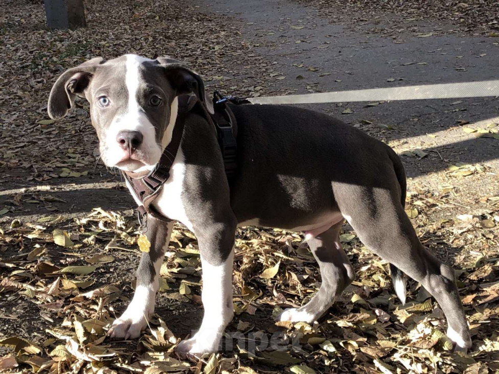 Собаки в Челябинске: Американский стаффордширский терьер Мальчик, 40 000 руб. - фото 1