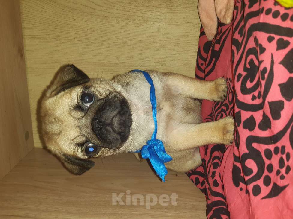 Собаки в Новосибирске: Замир Сибирский Эликсир Мальчик, 45 000 руб. - фото 4