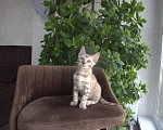 Кошки в Москве: Снежный минк Мальчик, Бесплатно - фото 1