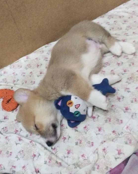 Собаки в Волгодонске: малыши в продаже Мальчик, Бесплатно - фото 2