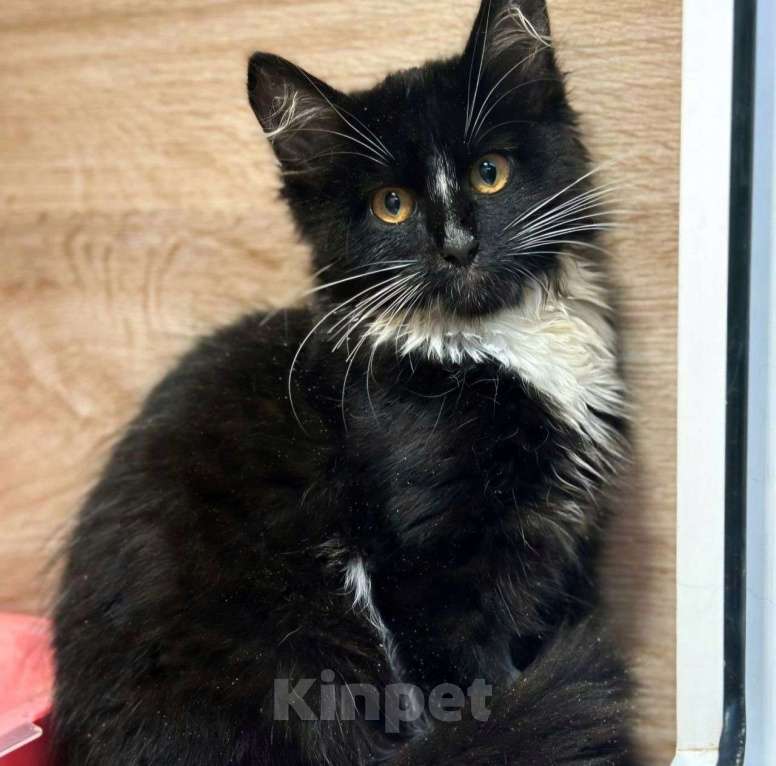 Кошки в Москве: Трехмесячный котенок срочно ищет дом 🆘️ Ему некуда идти, разве что снова улица Мальчик, Бесплатно - фото 2