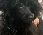 Собаки в Грязи: Продам девочку пуделя 🐩 🥰 Девочка, Бесплатно - фото 2