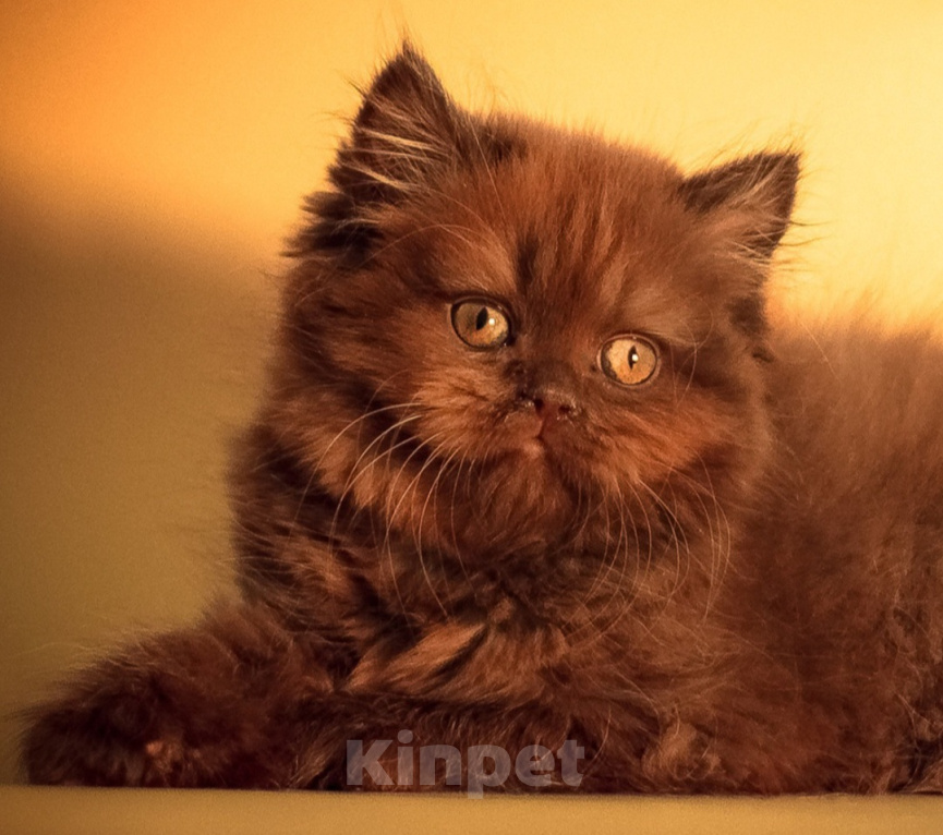 Кошки в Туле: Британские длинношерстные котята Девочка, 130 000 руб. - фото 2