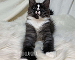 Кошки в Екатеринбурге: мейн-кун полидакт  Девочка, 30 000 руб. - фото 4