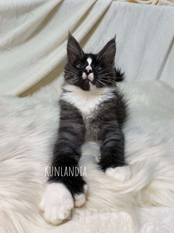 Кошки в Екатеринбурге: мейн-кун полидакт  Девочка, 30 000 руб. - фото 4