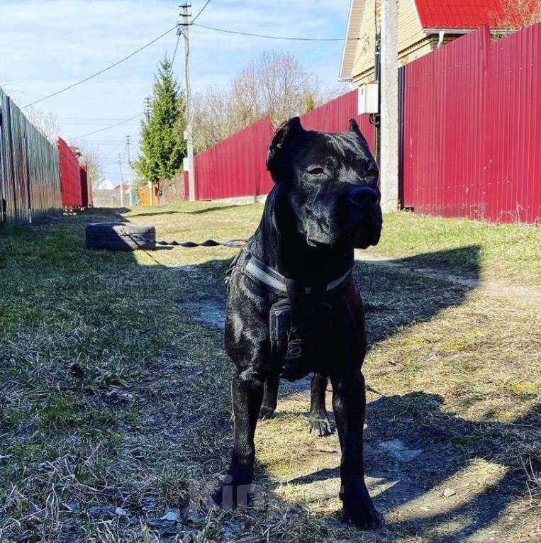 Собаки в Балашихе: Вязка Американского питбультерьера, 40 000 руб. - фото 1