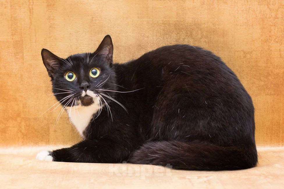 Кошки в Москве: Уютная Яся, хранительница очага Девочка, Бесплатно - фото 7