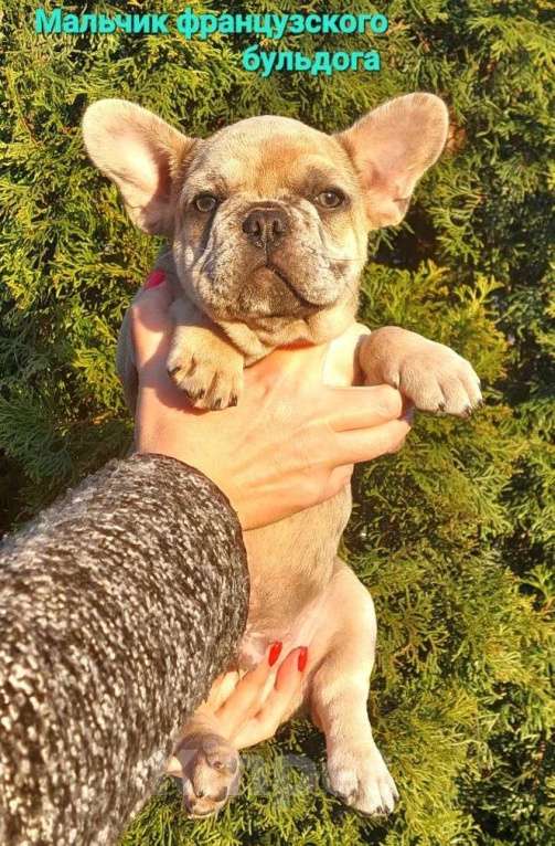 Собаки в Санкт-Петербурге: Щенки французского бульдога Мальчик, 35 000 руб. - фото 1