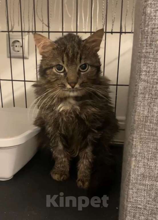 Кошки в Москве: Пушистый кот Мирон Мальчик, Бесплатно - фото 2