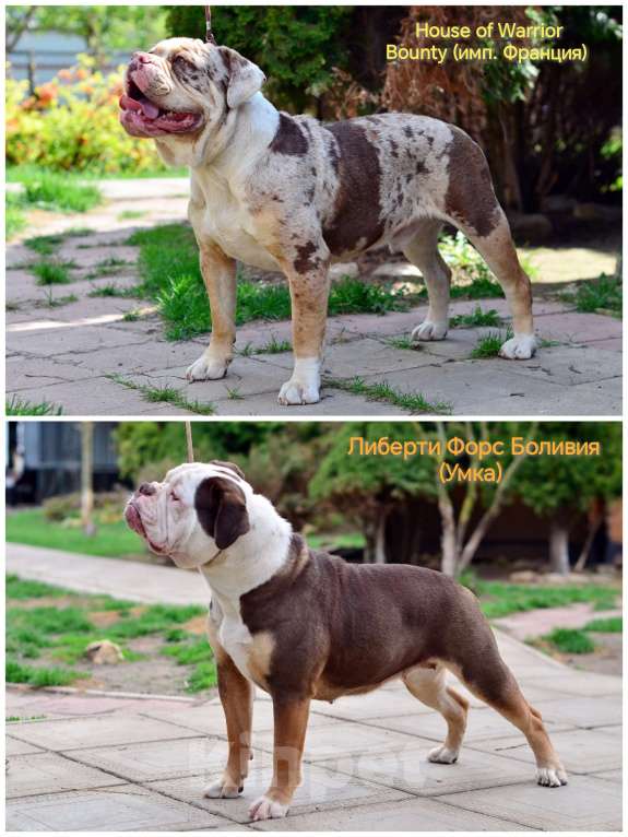 Собаки в Москве: Девочки Староанглийского бульдога  Девочка, 50 000 руб. - фото 4