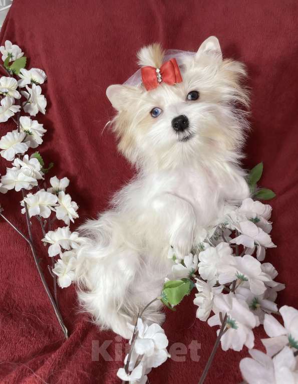 Собаки в Москве: Белый йорк с голубыми глазами девочка подрощенная Девочка, 130 000 руб. - фото 6