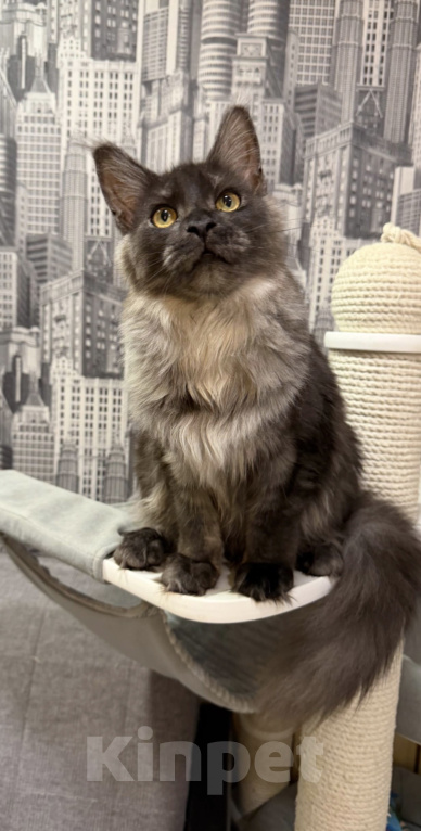 Кошки в Москве: Котенок Мейнкун Девочка, 75 000 руб. - фото 3