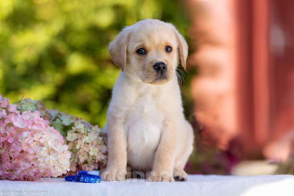 Собаки в Москве: Палевый щенок лабрадора  Мальчик, 100 000 руб. - фото 2
