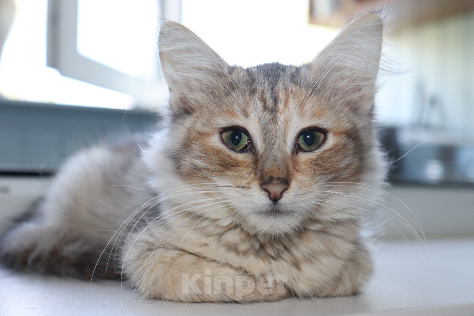 Кошки в Куровском: Котята даром в добрые руки Разнополые, Бесплатно - фото 1