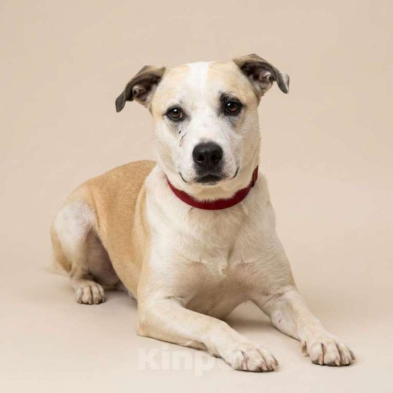 Собаки в Москве: Илай в добрые руки Мальчик, Бесплатно - фото 1