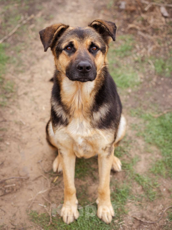 Собаки в Москве: Метис. Очень добрый и человеко-ориентированный мальчик Мальчик, Бесплатно - фото 8