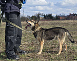 Собаки в Королеве: Яша ждёт своего человека! Мальчик, Бесплатно - фото 5