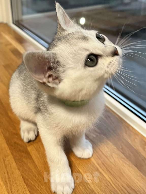 Кошки в других городах Ленинградской области: Котята бурмилла  Мальчик, 60 000 руб. - фото 7