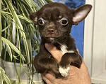 Собаки в Москве: Шоколадная девочка- чихуа Девочка, 30 000 руб. - фото 1