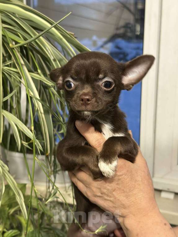 Собаки в Москве: Шоколадная девочка- чихуа Девочка, 30 000 руб. - фото 1