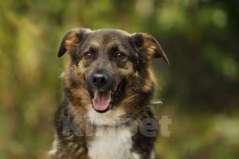 Собаки в Москве: Оскар ищет любящую семью Мальчик, Бесплатно - фото 2