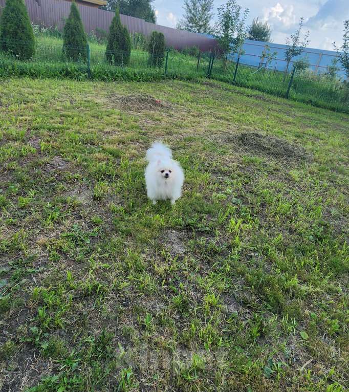 Собаки в Москве: Шпиц померанский девочка айс крем оптически белая питомник Ркф Девочка, 10 000 руб. - фото 2