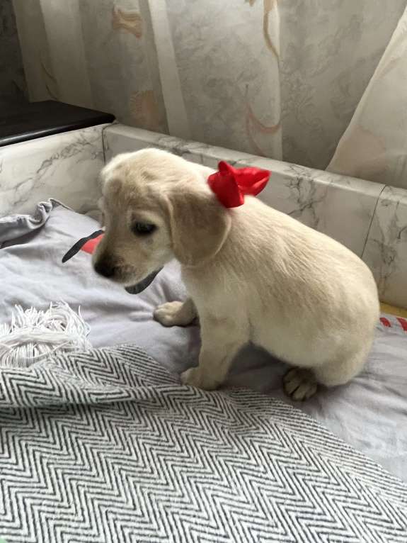 Собаки в Краснодаре: Щенок  Девочка, 3 000 руб. - фото 3