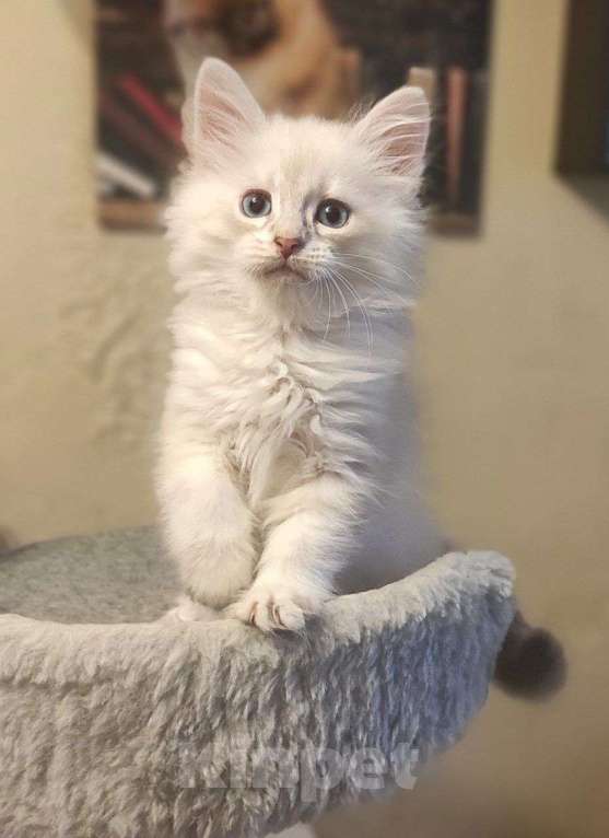 Кошки в Новосибирске: Don Juan Мальчик, 50 000 руб. - фото 7