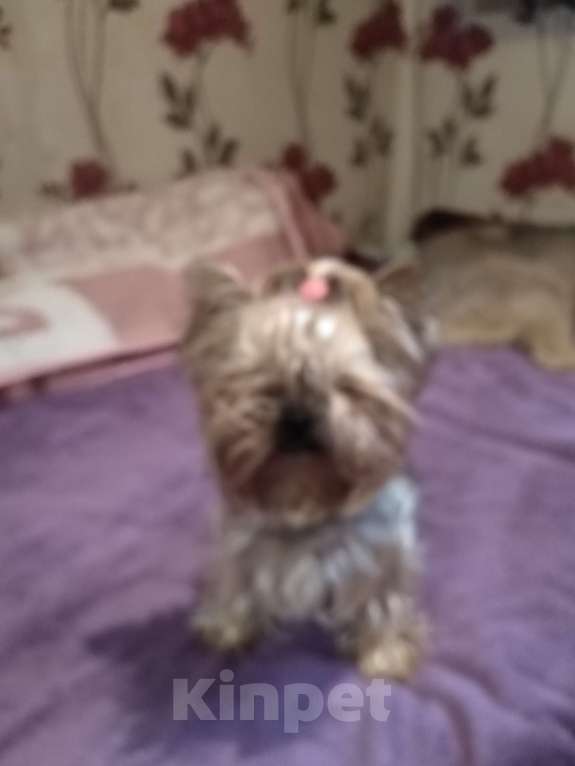 Собаки в Симферополе: Крик о помощи  Девочка, 5 000 руб. - фото 2