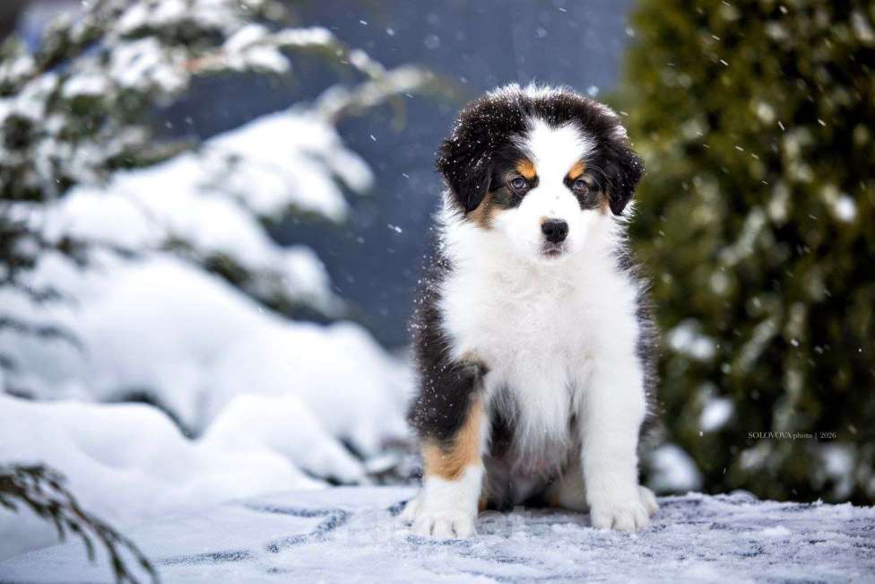 Собаки в Москве: Щенки Австралийской овчарки Мальчик, 50 000 руб. - фото 1