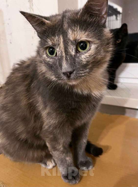 Кошки в Москве: Василиса ищет дом Девочка, Бесплатно - фото 3