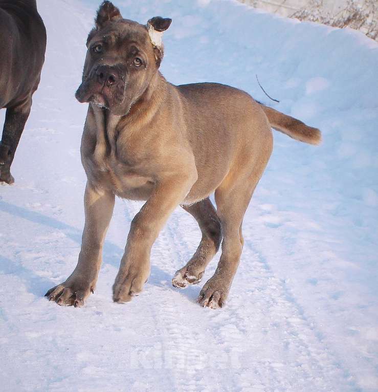 Собаки в Вологде: Кане корсо. Подрастают девчёнки Девочка, 70 000 руб. - фото 6