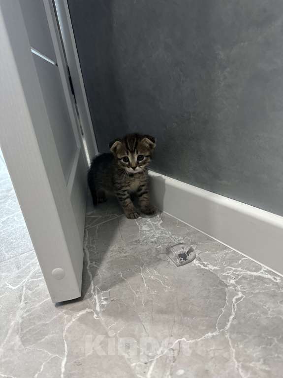 Кошки в Нижнем Новгороде: Вислоухий тигренок  Мальчик, 3 000 руб. - фото 3