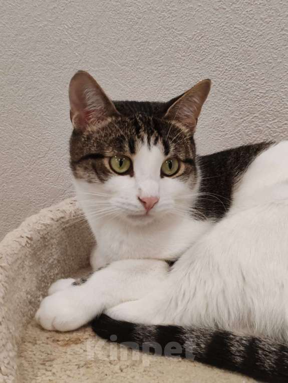 Кошки в Реутове: Взрослый кот в добрые руки Мальчик, Бесплатно - фото 2