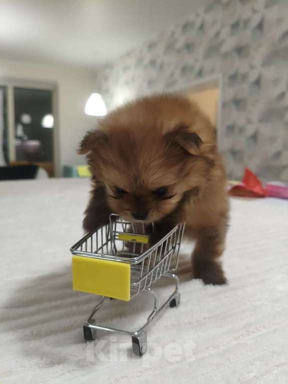 Собаки в Москве: Щенок померанского шпица Девочка, 120 000 руб. - фото 2