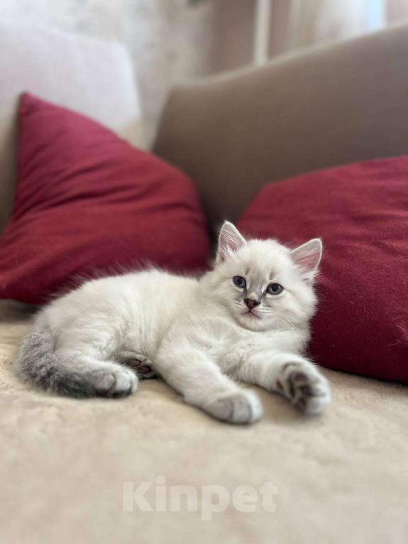 Кошки в Йошкаре-Оле: Котята породы Невская маскарадная Мальчик, 8 000 руб. - фото 3