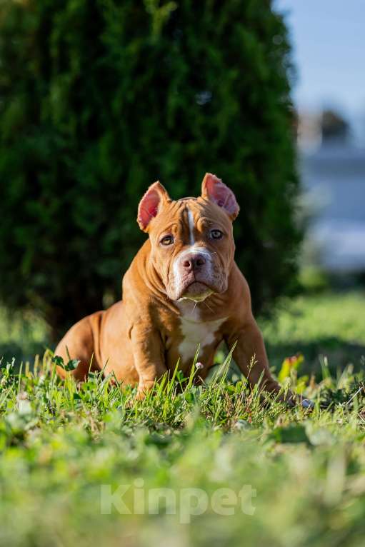 Собаки в Москве: щенок Девочка, 60 000 руб. - фото 2