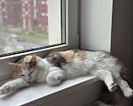 Кошки в Санкт-Петербурге: Кошечка-метиска ищет семью Девочка, 1 000 руб. - фото 7