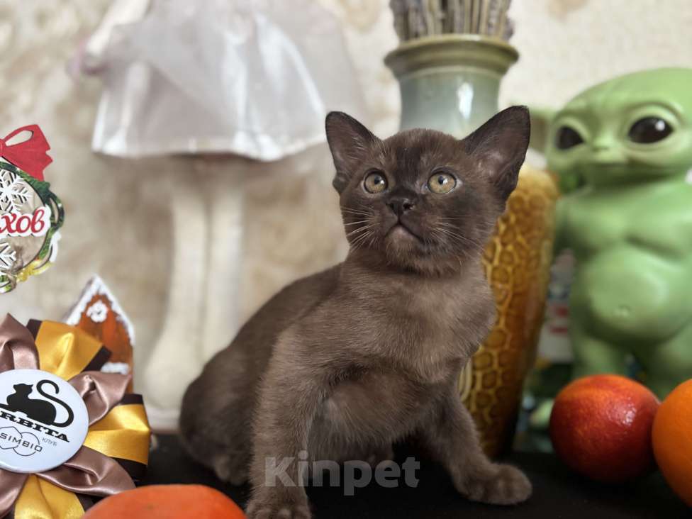 Кошки в Москве: Бурманский соболиный кот Мальчик, 120 000 руб. - фото 1