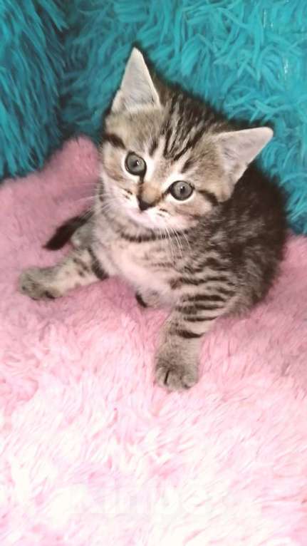 Кошки в Москве: Ш Девочка, 10 000 руб. - фото 5