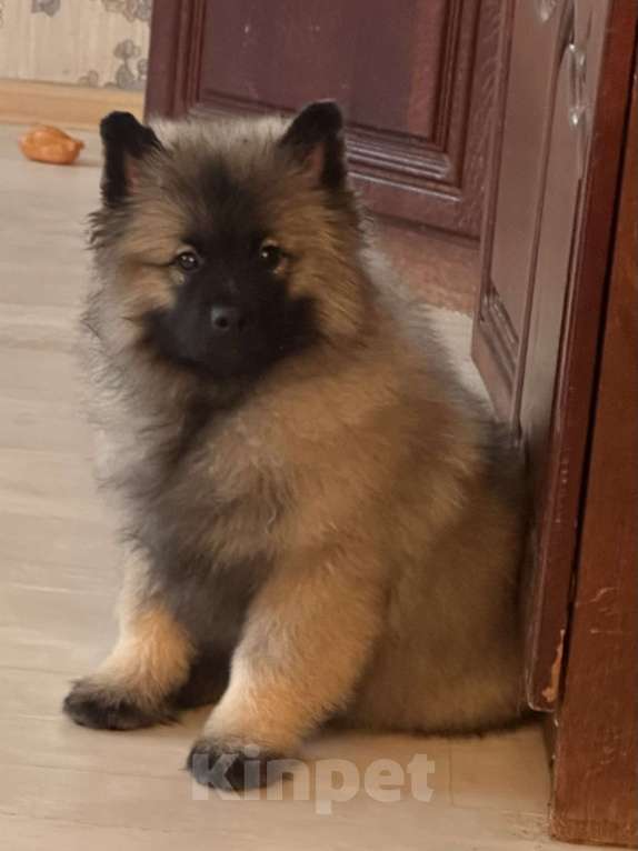 Собаки в Москве: Немецкий вольфшпиц/ кеемхонд Девочка, 100 000 руб. - фото 8