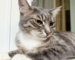 Кошки в Москве: Изящная полосатая кошечка Шурочка ищет дом, в добрые руки  Девочка, Бесплатно - фото 4