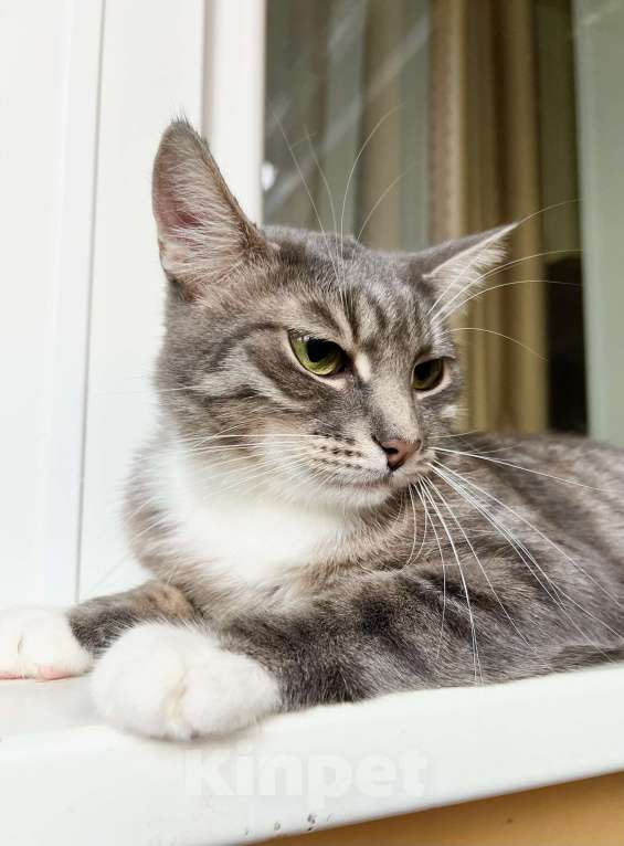 Кошки в Москве: Изящная полосатая кошечка Шурочка ищет дом, в добрые руки  Девочка, Бесплатно - фото 4