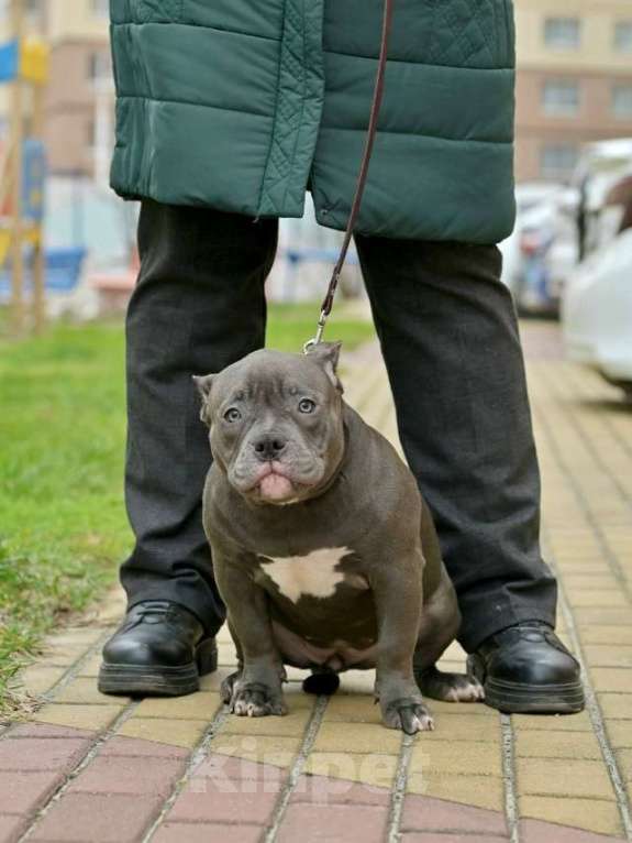 Собаки в Курске: Булли девочка голубая Девочка, 150 000 руб. - фото 2